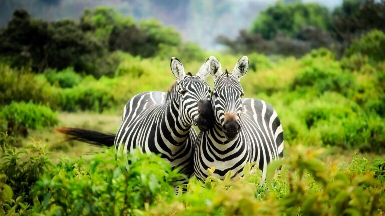 Lake Mburo Zebra