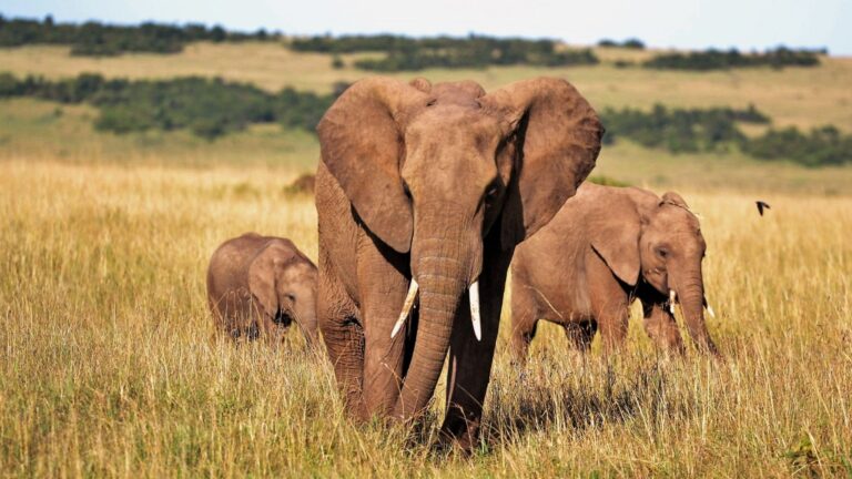 Kidepo Valley Elephants