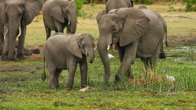 Kidepo Valley - Elephants
