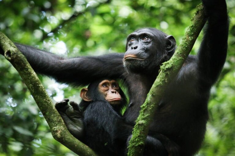 Chimpanzees Kibale