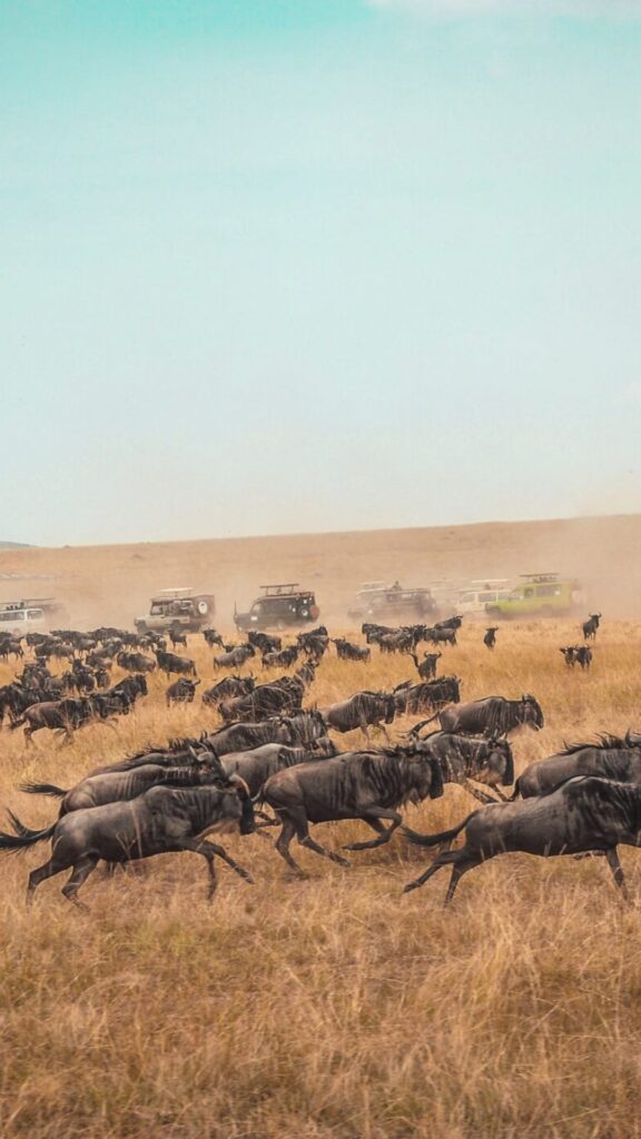 Kenya vs Tanzania Safari