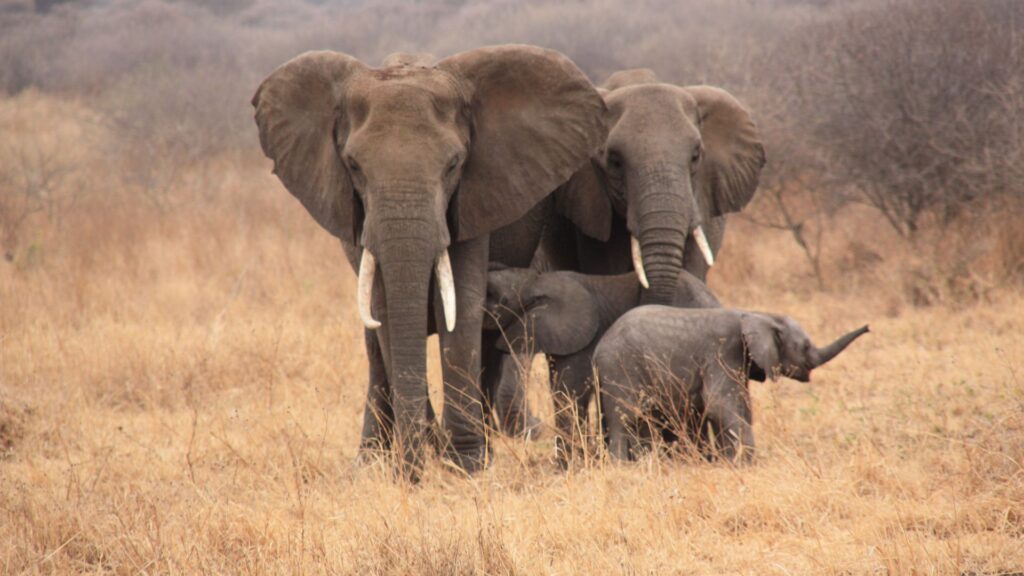 5 Days Big Five Uganda Safari - Pumba Adventures