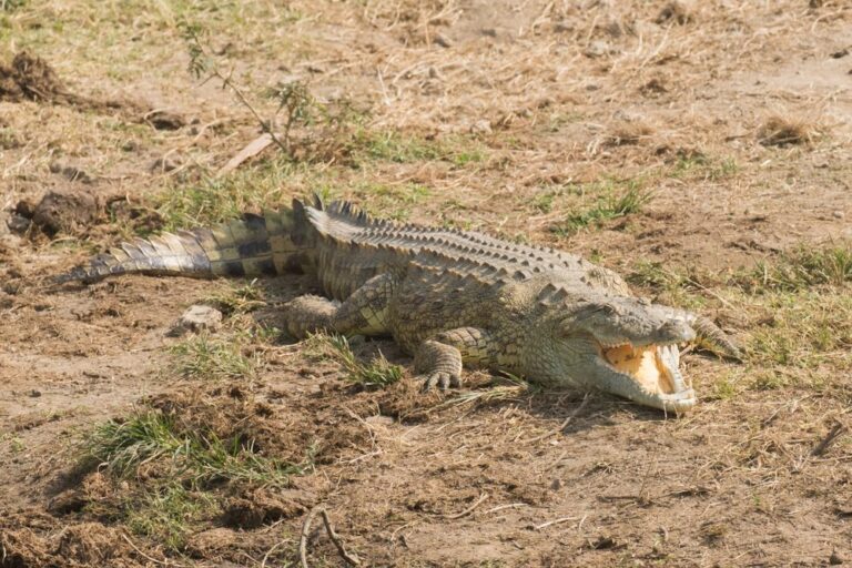 Queen Elizabeth National Park crocodile