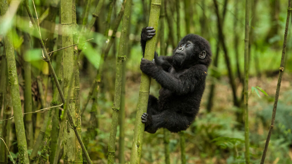 Mgahinga Gorilla National Park