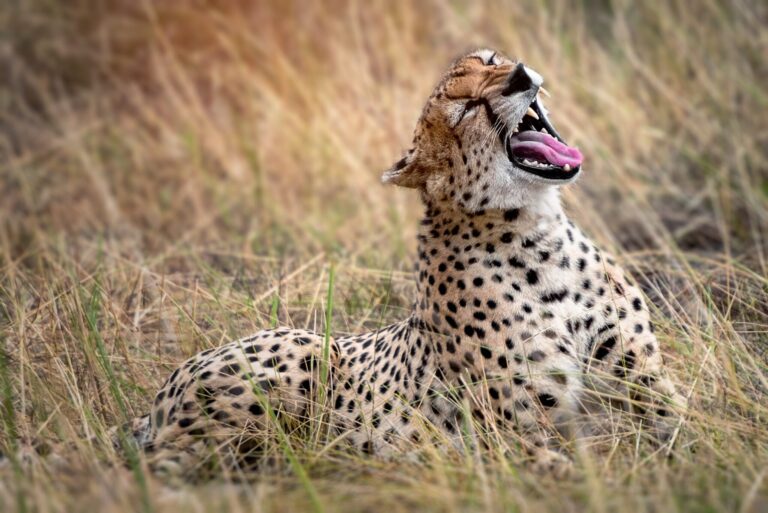 Kidepo Valley - cheetah