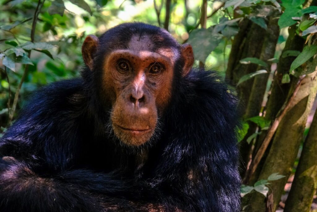 chimpanzee