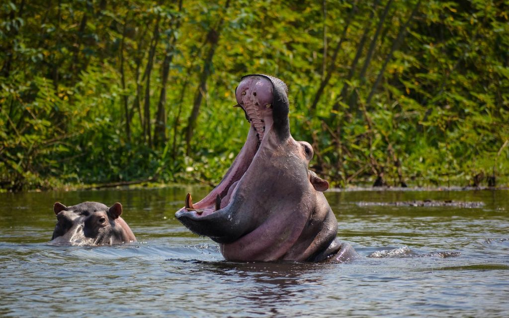 hippo in muchison falls