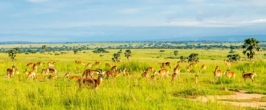 uganda-conservation-areas
