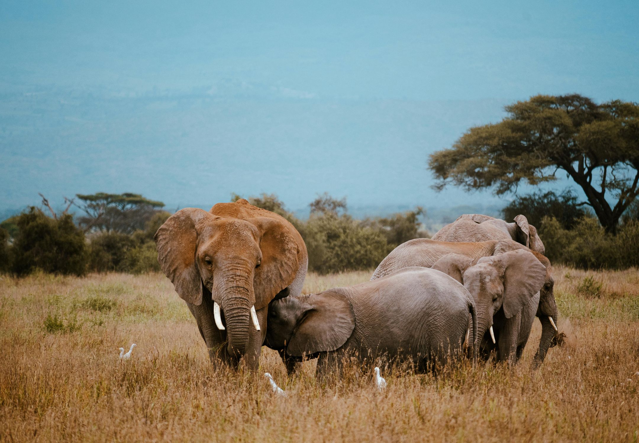 Best Safari Packages