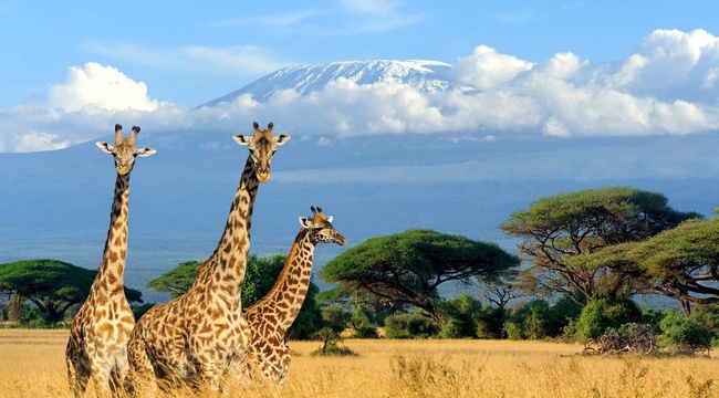 The Best Time to Visit East Africa for Safari Adventures