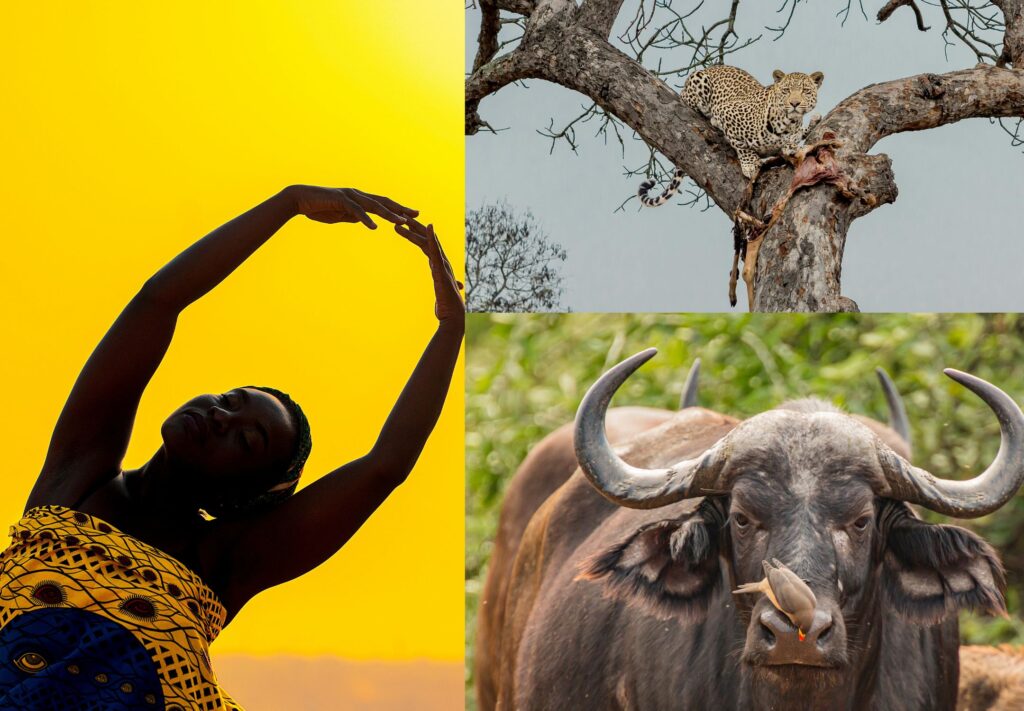 Budget Safari Travel
