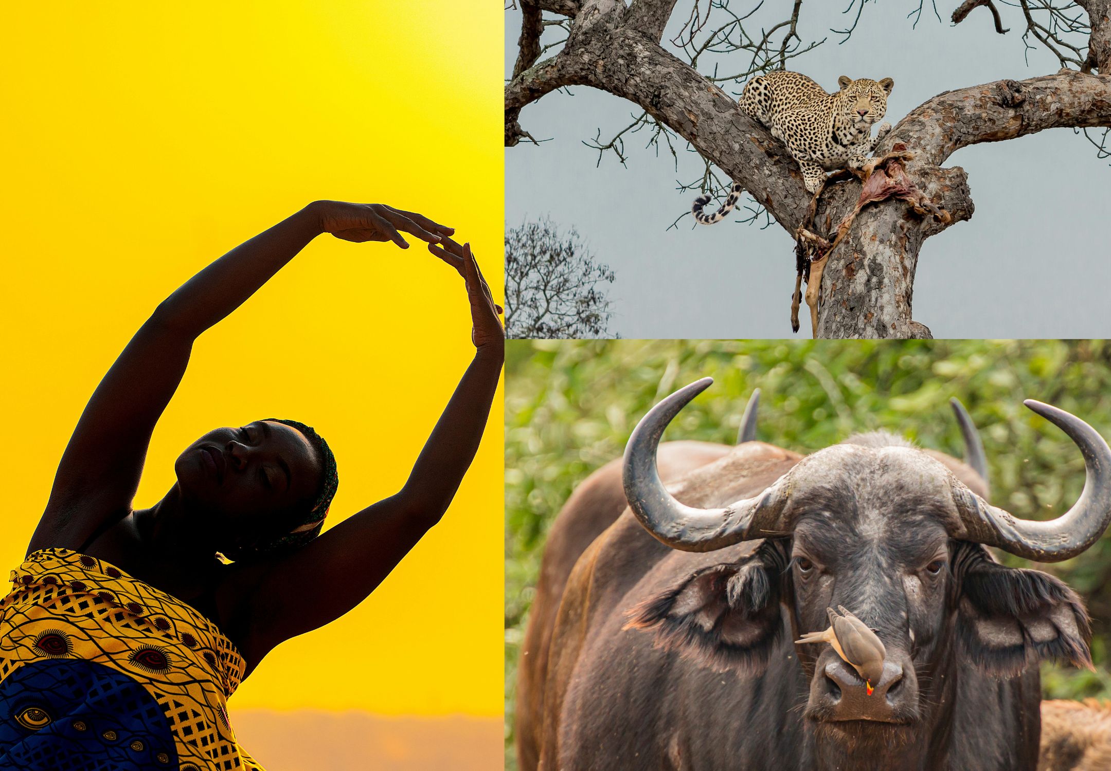 Budget Safari Travel