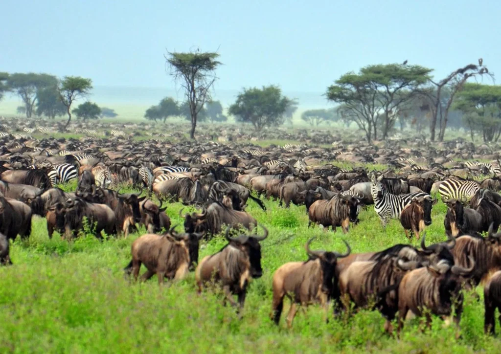 Field-of-Wildebeests