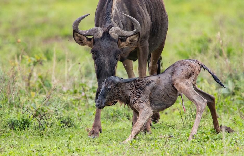 New Life In Wildebeests Family