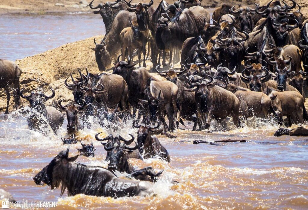 River Wildebeests