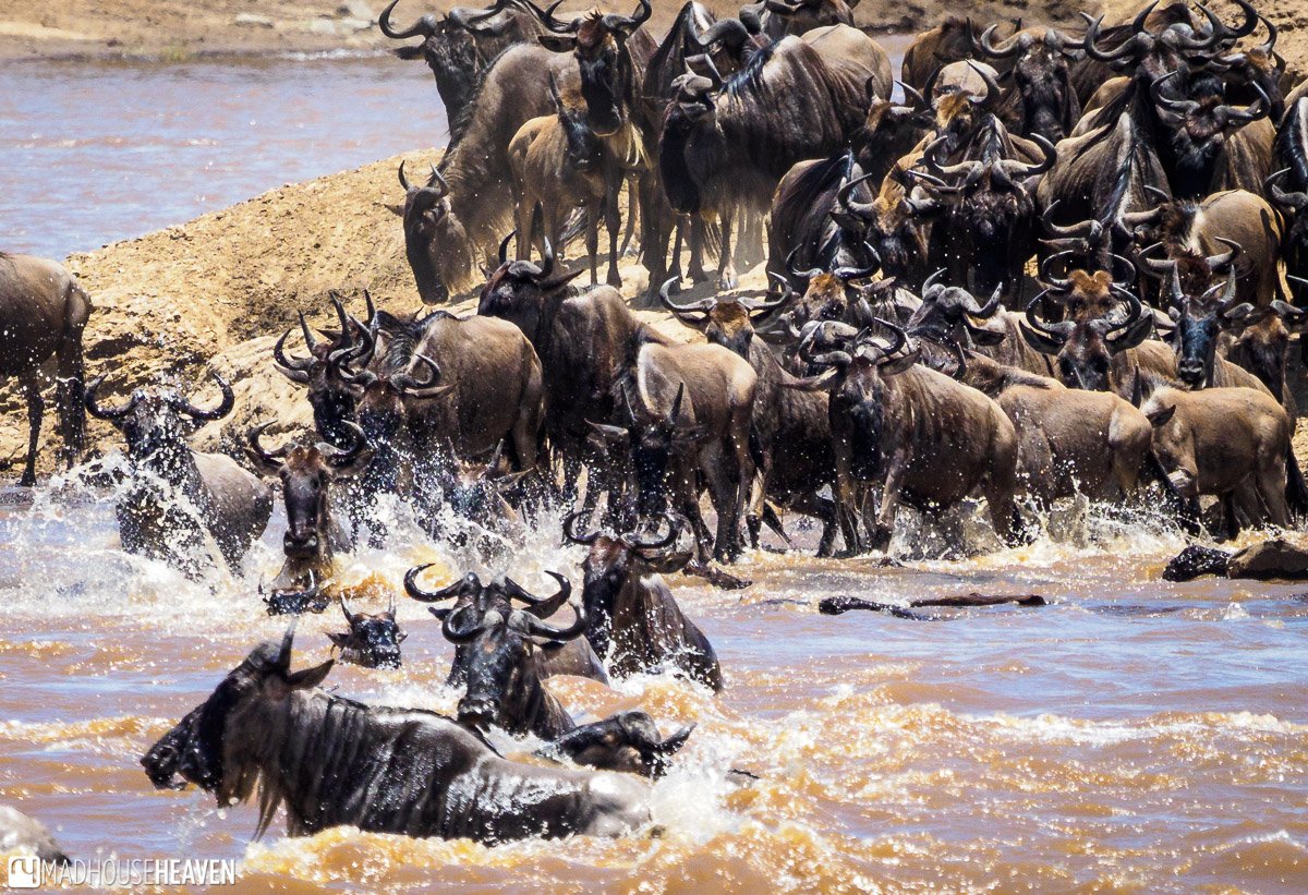 River Wildebeests
