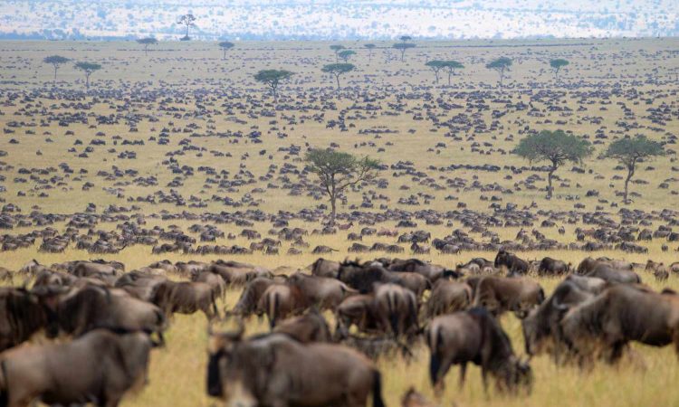 Wildebeest Movement