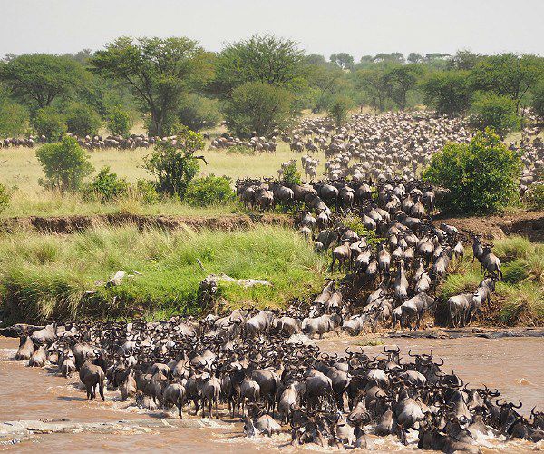 Witnessing the Great Wildebeest Migration in Real Time