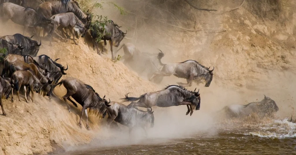 What-Eats-Wildebeests
