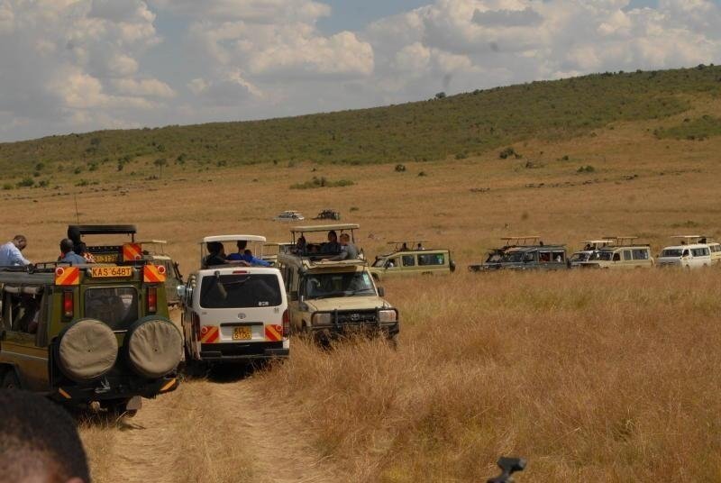 Wildebeest car drive