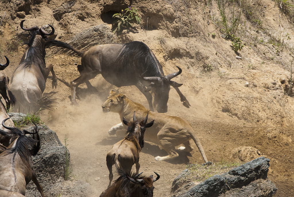 Wildebeests hunted