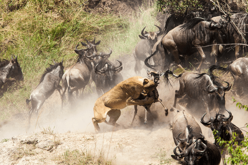 Wildebeests hunted