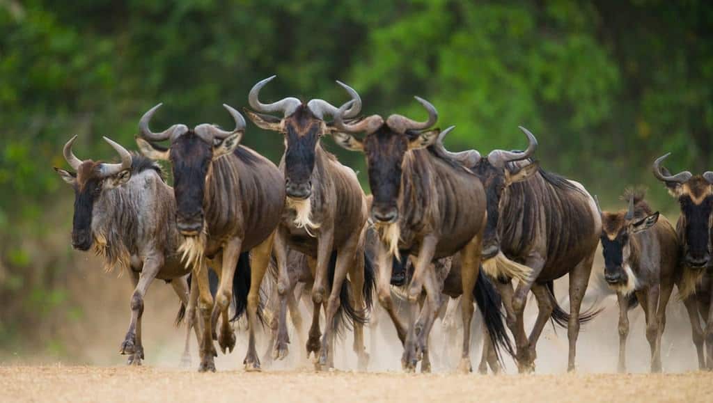 Wildebeests