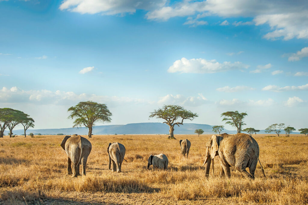 African Safari Tours