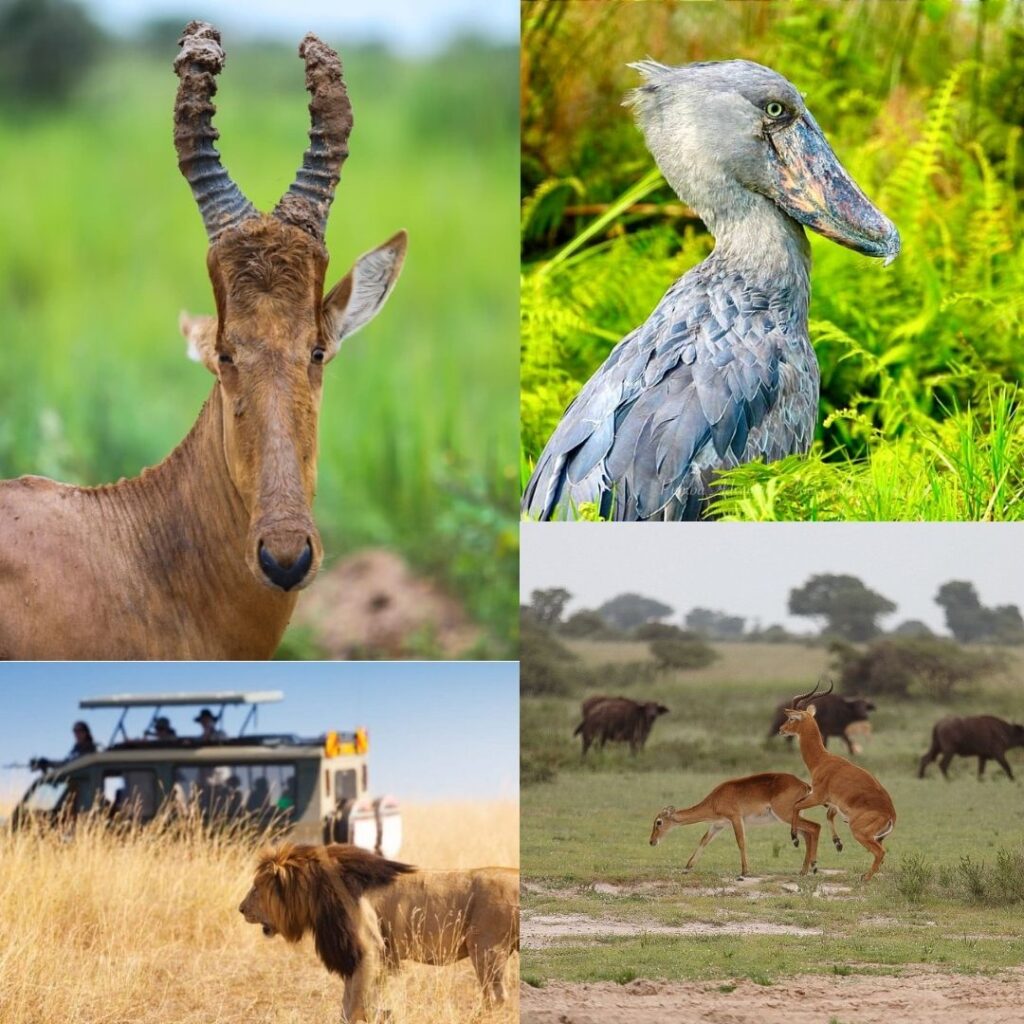 Top East African Safari Destinations