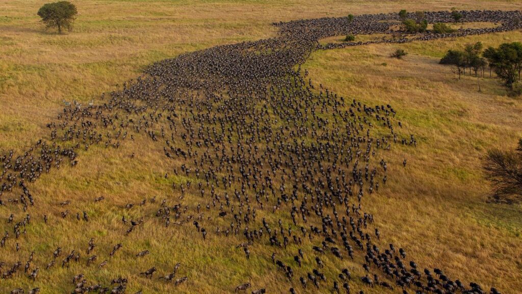 wildebeests great migrations