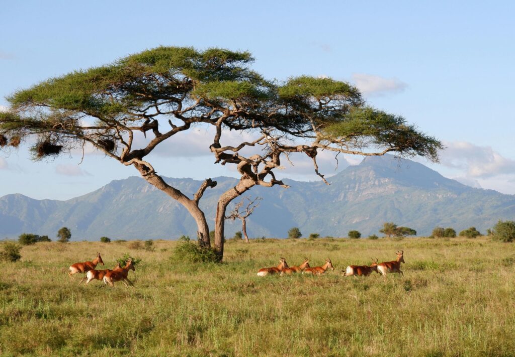 A First-Timer’s Guide to African