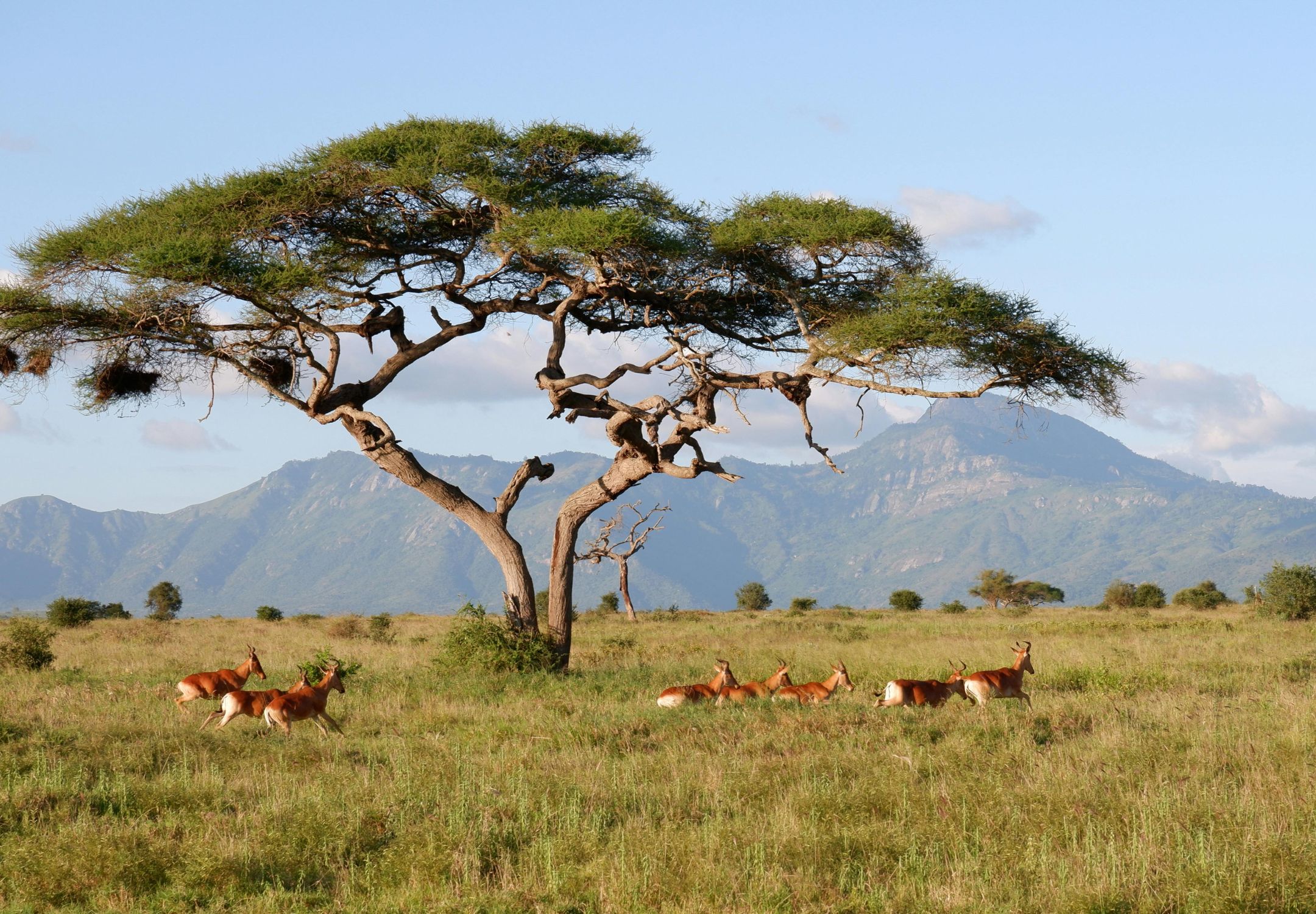A First-Timer’s Guide to African