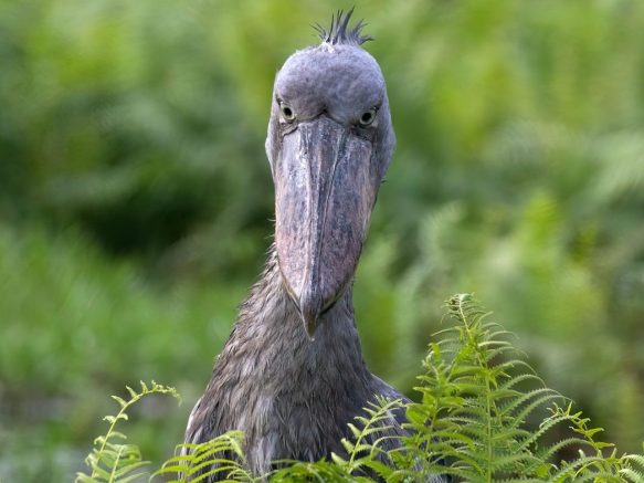 Top African Safari Tours: Pumba Adventures