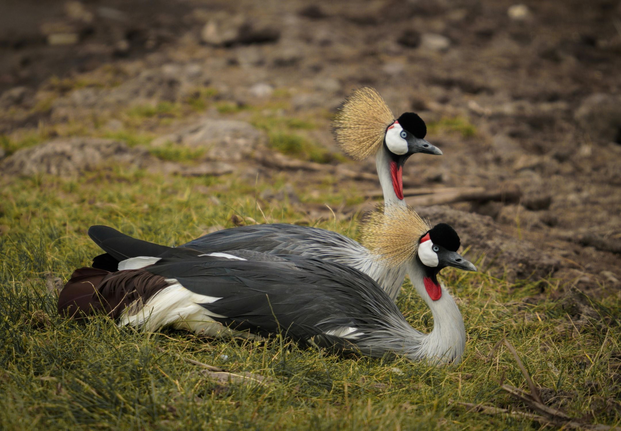 Birdwatching Safaris in East Africa