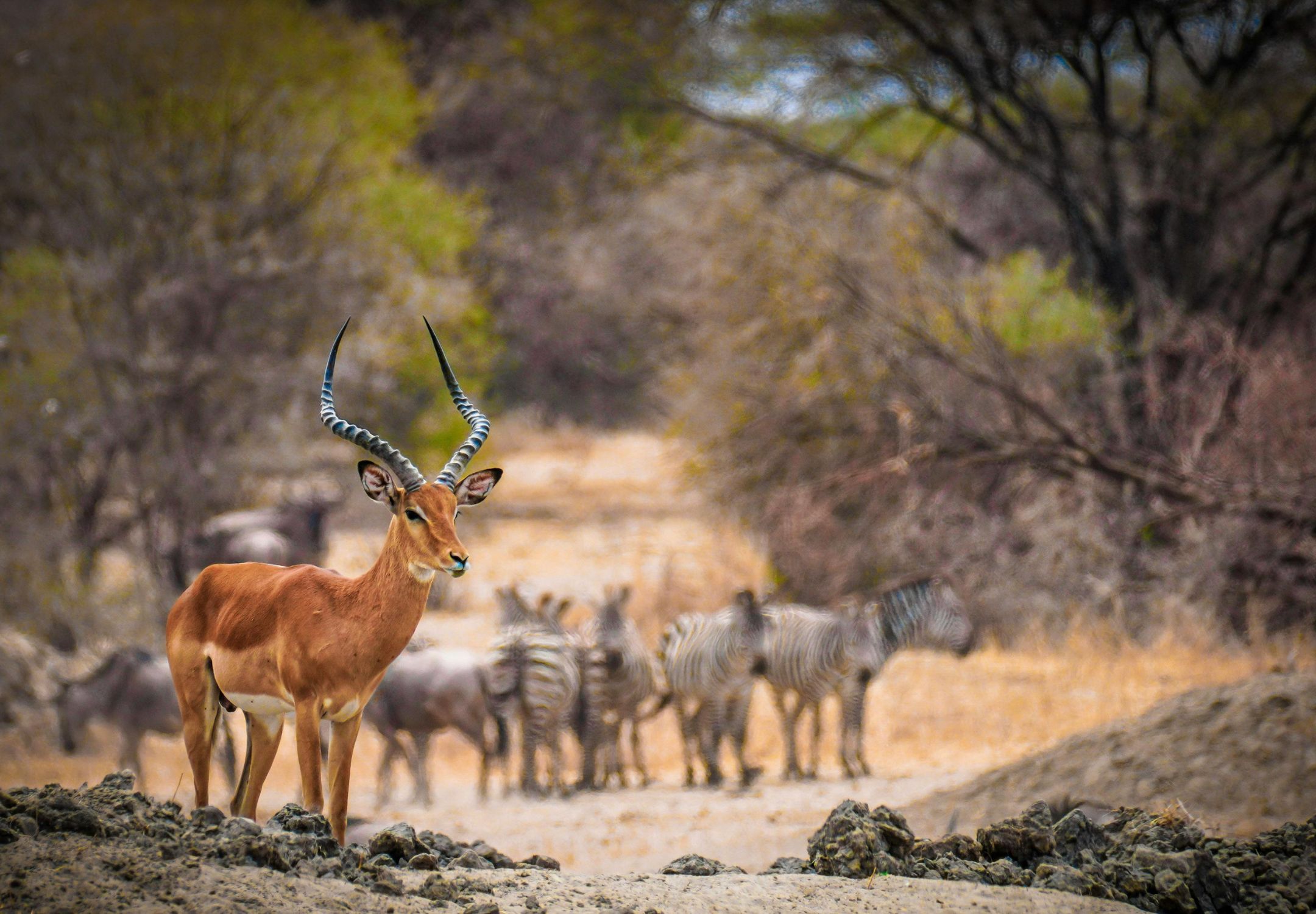 Conservation in Africa