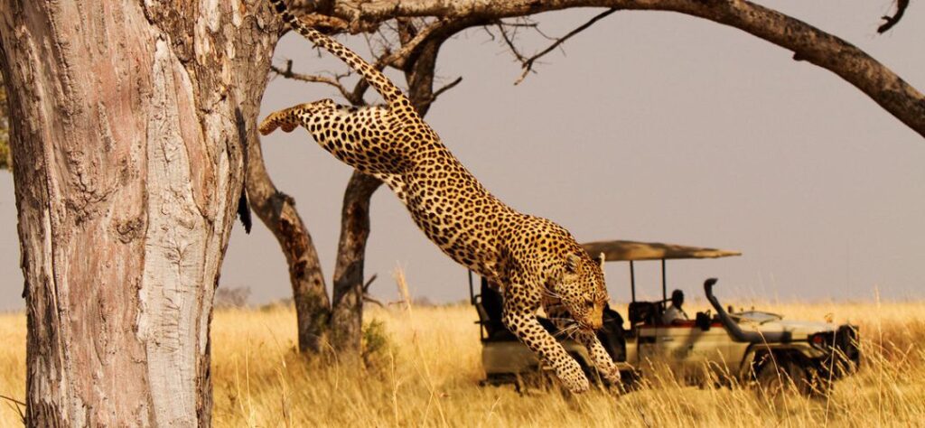 Akagera Safari - Pumba Adventures