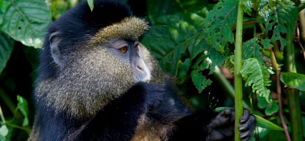 Golden Monkey Tracking