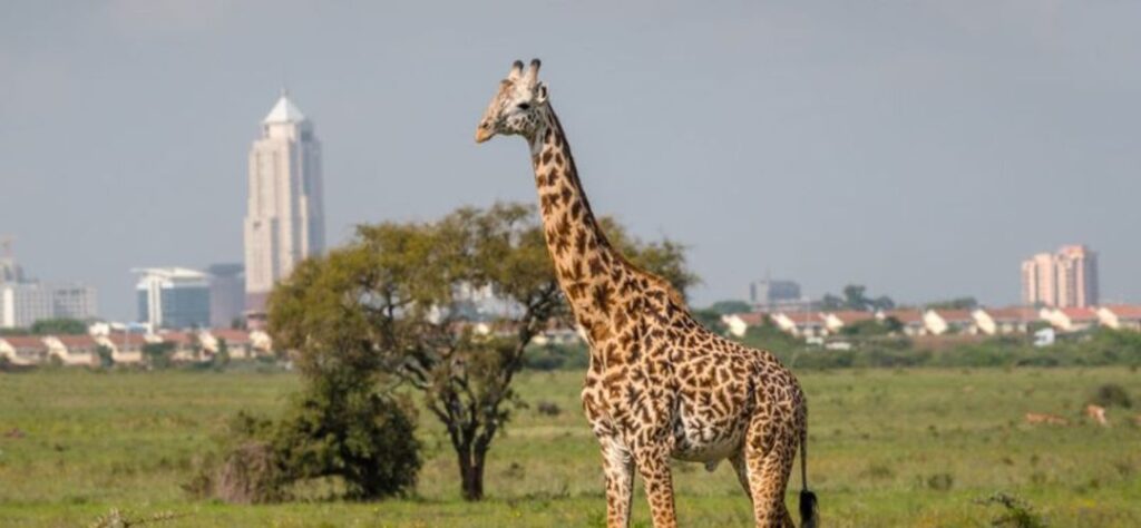 Kenya Activities - Pumba Adventures